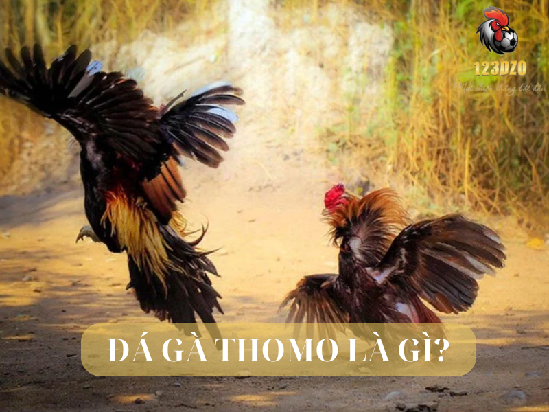 Đá Gà Thomo Là Gì? Đá Gà Thomo Ở Đâu?