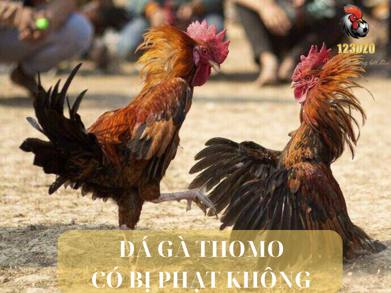 Đá gà Thomo có vi phạm pháp luật không?